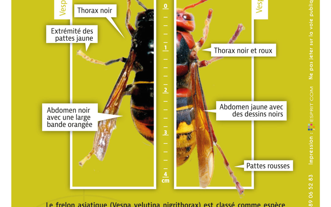 Nids de frelons / abeilles